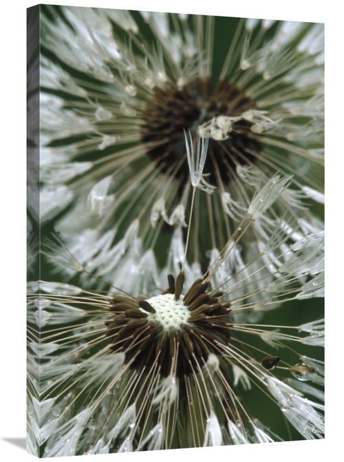 Global Gallery GCS-395743-2030-142 20 x 30 in. Dandelion Seed Head,