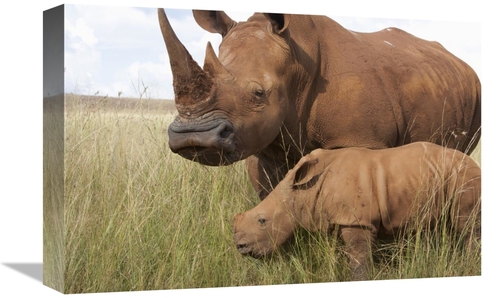 Global Gallery GCS-395479-1218-142 12 x 18 in. White Rhinoceros Mother