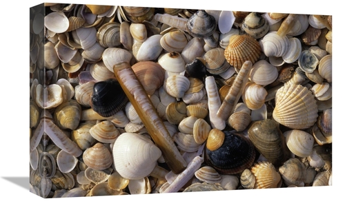 Global Gallery GCS-453593-1218-142 12 x 18 in. Selection of Bivalve Sh