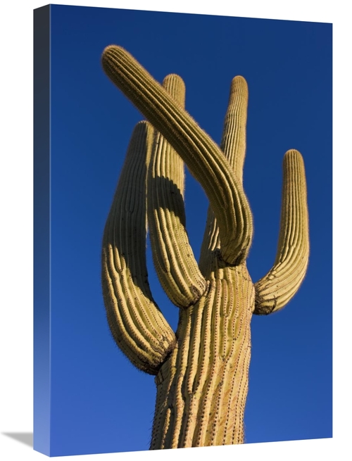 Global Gallery GCS-395310-1624-142 16 x 24 in. Saguaro Cactus, Sag