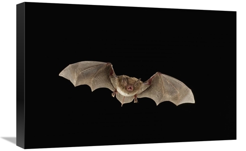 16 x 24 in. Southeastern Myotis Bat Flying at Night, Big Thicket N