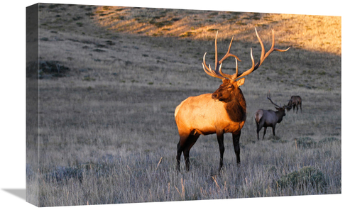 Global Gallery GCS-486541-22-142 22 in. Elk at First Light Art Print -