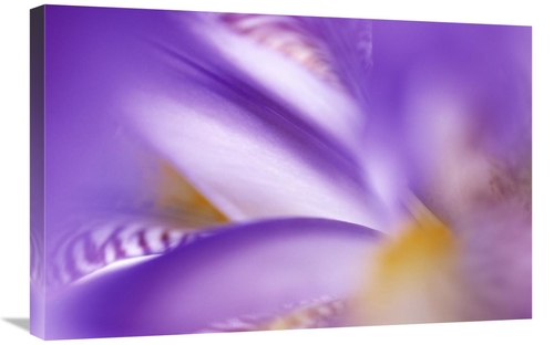 Global Gallery GCS-398258-2030-142 20 x 30 in. Iris Abstract Close Up 