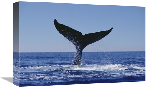 Global Gallery GCS-450997-1218-142 12 x 18 in. Humpback Whale Tail Lob