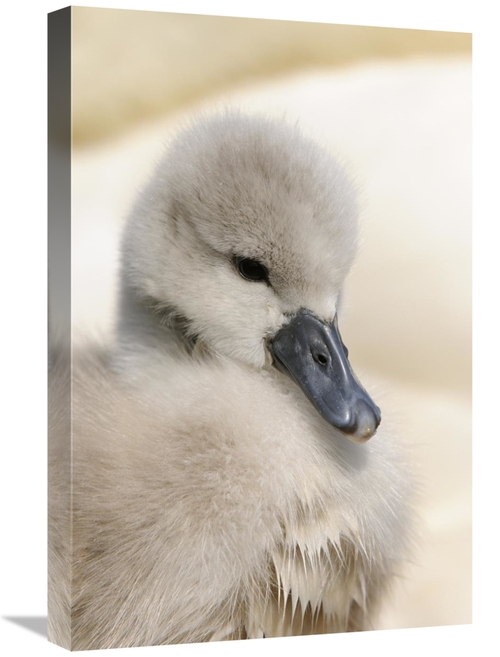 Global Gallery GCS-398174-1624-142 16 x 24 in. Mute Swan Cygnet, H