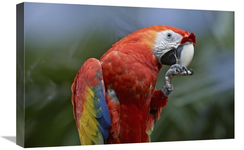 Global Gallery GCS-452249-1624-142 16 x 24 in. Scarlet Macaw Eating&#4