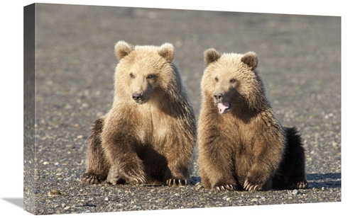 Global Gallery GCS-395432-1624-142 16 x 24 in. Grizzly Bear Cubs, 