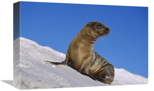 Global Gallery GCS-451838-1218-142 12 x 18 in. Galapagos Sea Lion Pup&