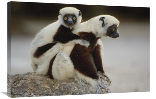 Global Gallery GCS-453027-2436-142 24 x 36 in. Coquerels Sifaka Mother