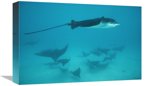 Global Gallery GCS-451271-1218-142 12 x 18 in. Spotted Eagle Ray Schoo