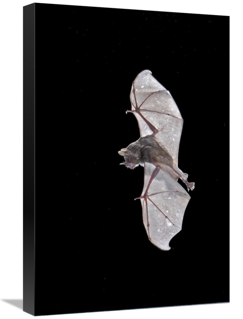 Global Gallery GCS-397314-1624-142 16 x 24 in. Sebas Short-Tailed Bat 