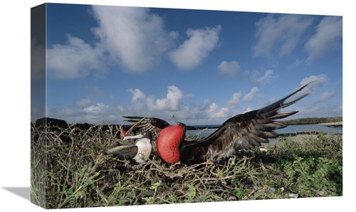 Global Gallery GCS-451523-1218-142 12 x 18 in. Great Frigatebird Femal