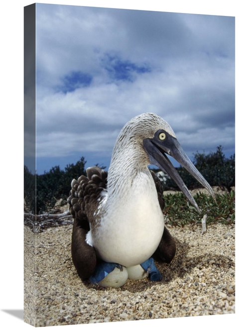 Global Gallery GCS-451401-1624-142 16 x 24 in. Blue-Footed Booby Male 