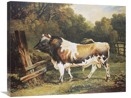 Global Gallery GCS-267550-30-142 30 in. A Bull of the Alderney Breed A