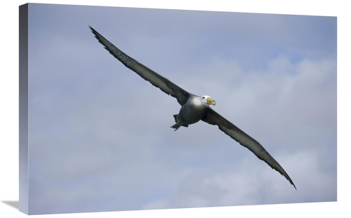 Global Gallery GCS-451369-2030-142 20 x 30 in. Waved Albatross Flying&