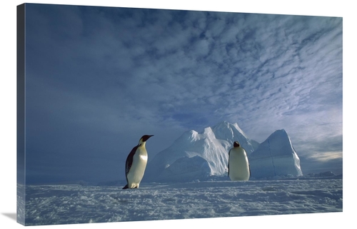 Global Gallery GCS-451732-2436-142 24 x 36 in. Emperor Penguin Pair