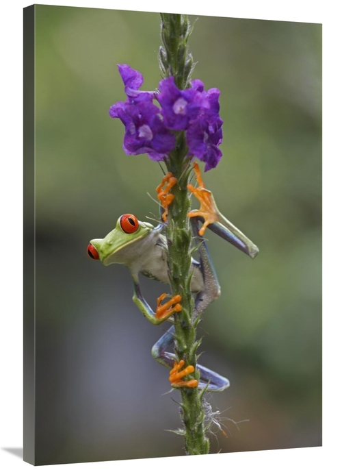 Global Gallery GCS-396307-2436-142 24 x 36 in. Red-Eyed Tree Frog Clim