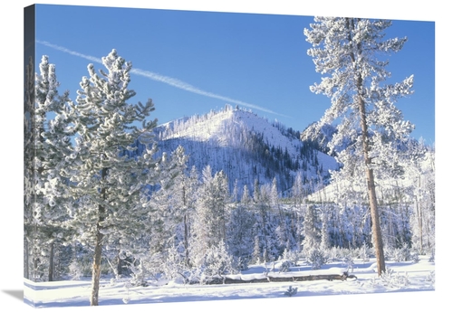 Global Gallery GCS-396892-2432-142 24 x 32 in. Pine Trees Covered with