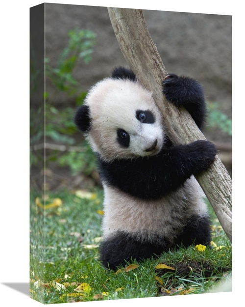 Global Gallery GCS-398139-1218-142 12 x 18 in. Giant Panda Cub, Na