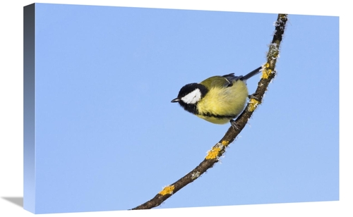 Global Gallery GCS-452716-1624-142 16 x 24 in. Great Tit in Winter&#44