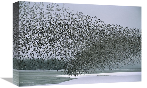 Global Gallery GCS-451919-1218-142 12 x 18 in. Western Sandpiper Flock