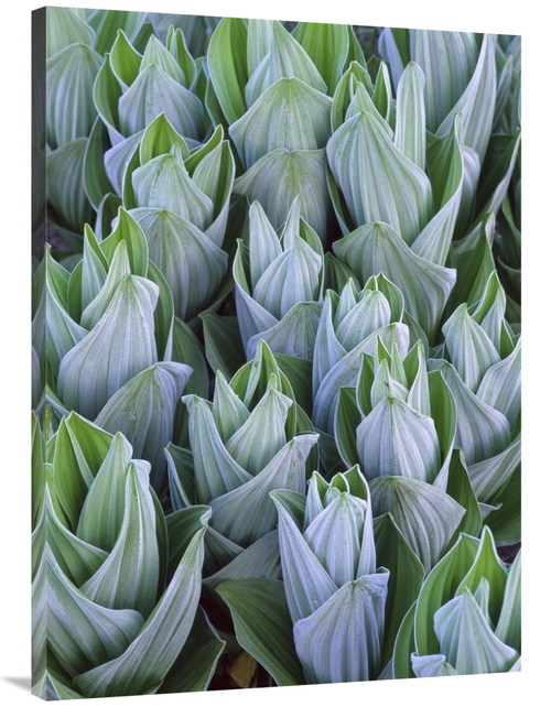 Global Gallery GCS-452049-3040-142 30 x 40 in. False Hellebore with Fr