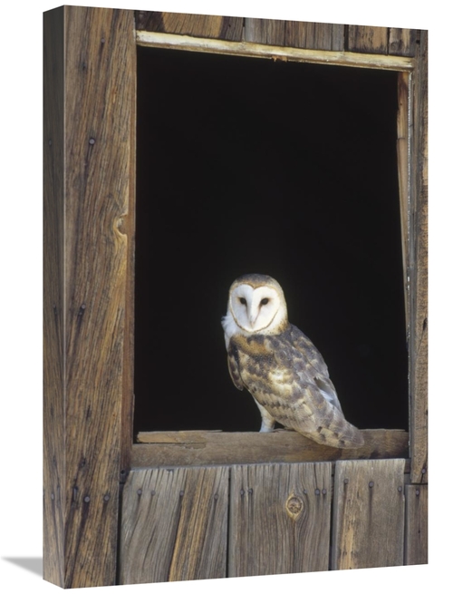 Global Gallery GCS-452315-1624-142 16 x 24 in. Barn Owl Perching on Ba