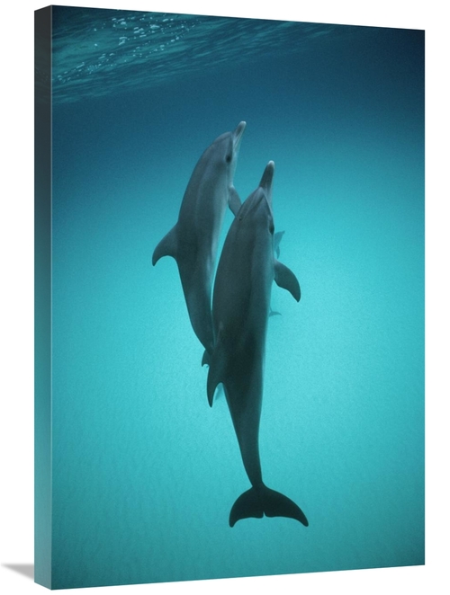 Global Gallery GCS-450671-2030-142 20 x 30 in. Atlantic Spotted Dolphi