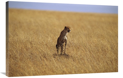 Global Gallery GCS-452975-2436-142 24 x 36 in. Cheetah Standing on Roc