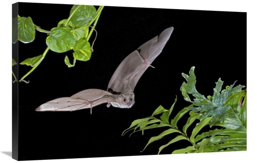 Global Gallery GCS-397288-2436-142 24 x 36 in. Egyptian Fruit Bat Flyi