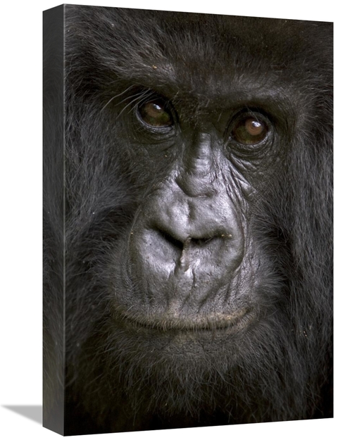 Global Gallery GCS-395338-1218-142 12 x 18 in. Mountain Gorilla Female