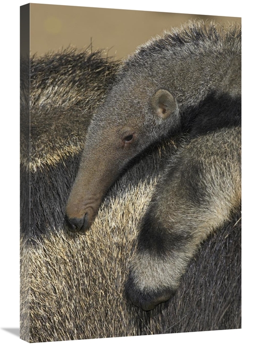 Global Gallery GCS-450874-2030-142 20 x 30 in. Giant Anteater Baby Rid