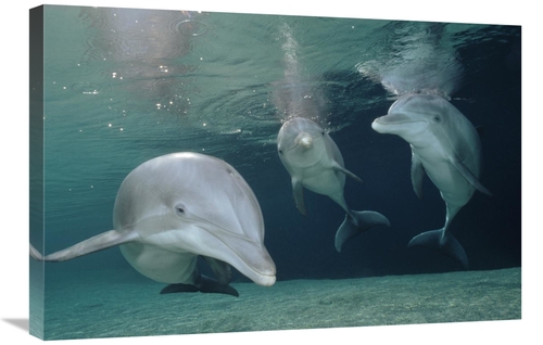 Global Gallery GCS-450662-2030-142 20 x 30 in. Bottlenose Dolphin Unde