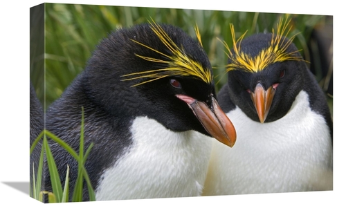 Global Gallery GCS-395817-1218-142 12 x 18 in. Macaroni Penguin Pair&#