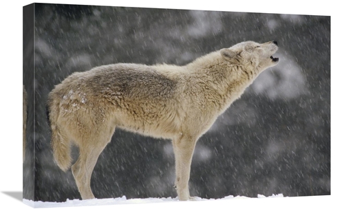 Global Gallery GCS-452729-1624-142 16 x 24 in. Timber Wolf Female Howl