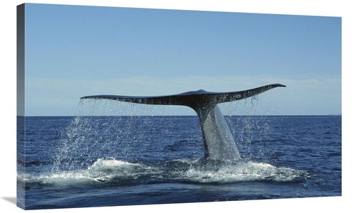 Global Gallery GCS-451685-36-142 36 in. Blue Whale Raising Fluke for D