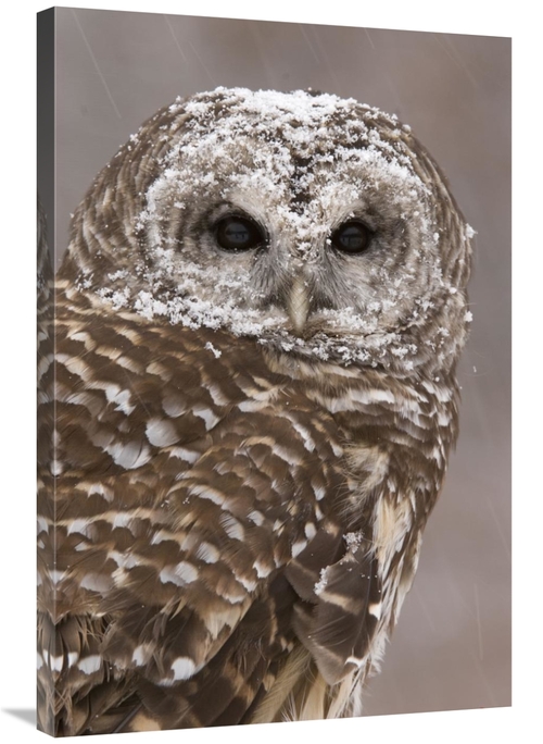 Global Gallery GCS-397356-2436-142 24 x 36 in. Barred Owl in Winter&#4