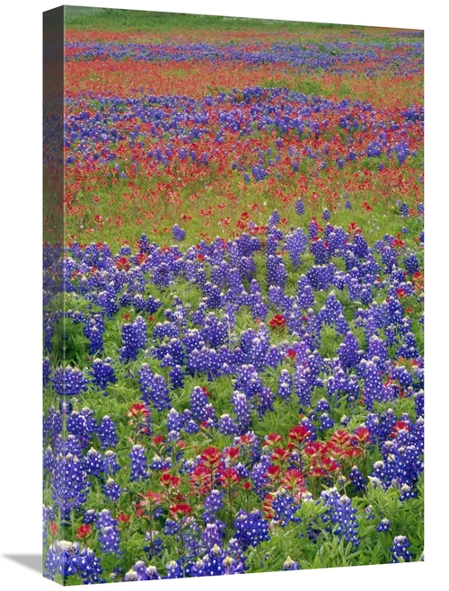 Global Gallery GCS-451967-1624-142 16 x 24 in. Sand Bluebonnet & Paint