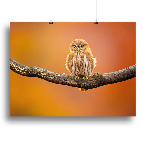 Orange Ferruginous Pygmy Owl Canvas Print or Poster