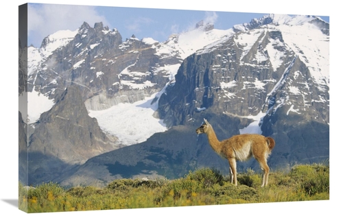Global Gallery GCS-452312-2030-142 20 x 30 in. Guanaco Portrait Agains