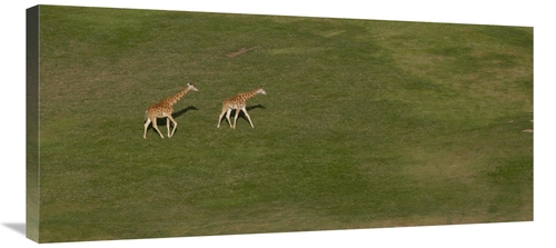 Global Gallery GCS-450873-36-142 36 in. Rothschild Giraffe Pair Crossi