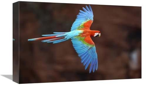 Global Gallery GCS-397933-1218-142 12 x 18 in. Red & Green Macaw Flyin