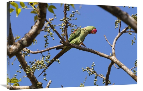 Global Gallery GCS-453633-2436-142 24 x 36 in. Alexandrine Parakeet&#4
