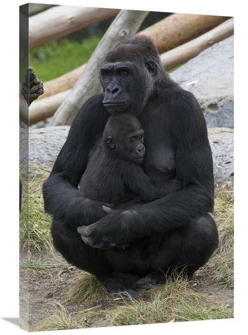 Global Gallery GCS-450901-2030-142 20 x 30 in. Western Lowland Gorilla