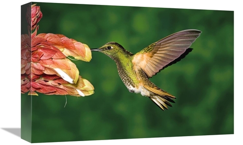 Global Gallery GCS-398311-1218-142 12 x 18 in. Buff-Tailed Coronet Hum