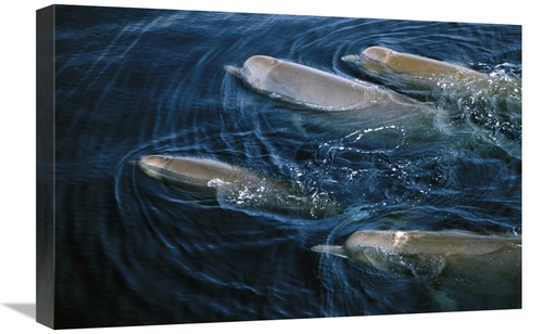 Global Gallery GCS-450974-1624-142 16 x 24 in. Bottlenose Whale Pod Su
