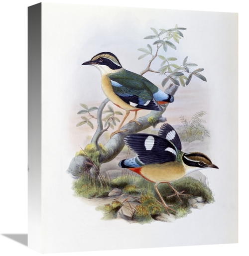 Global Gallery GCS-277737-16-142 16 in. Bengal Pitta Art Print - John 