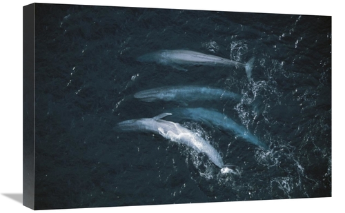 Global Gallery GCS-450558-1624-142 16 x 24 in. Blue Whale Pod Surfacin