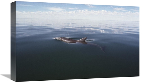 Global Gallery GCS-450686-22-142 22 in. Bottlenose Dolphin Surfacing t