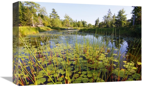 Global Gallery GCS-397614-1218-142 12 x 18 in. Marsh with Reeds & Lily